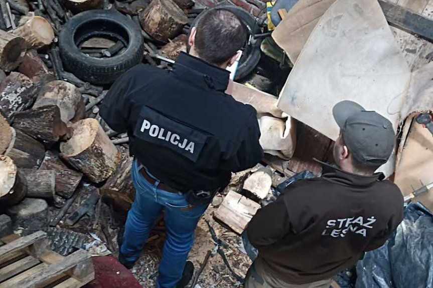 Odpowiedzą za nielegalny wyręb i kradzież drewna z lasu