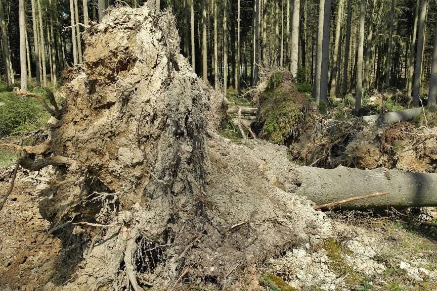 Silny wiatr. Niemal sto trzydzieści interwencji strażaków