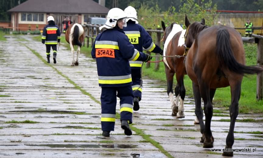 Ewakuacja zwierząt z gospodarstwa