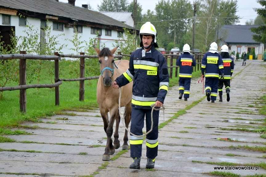 Ewakuacja zwierząt z gospodarstwa