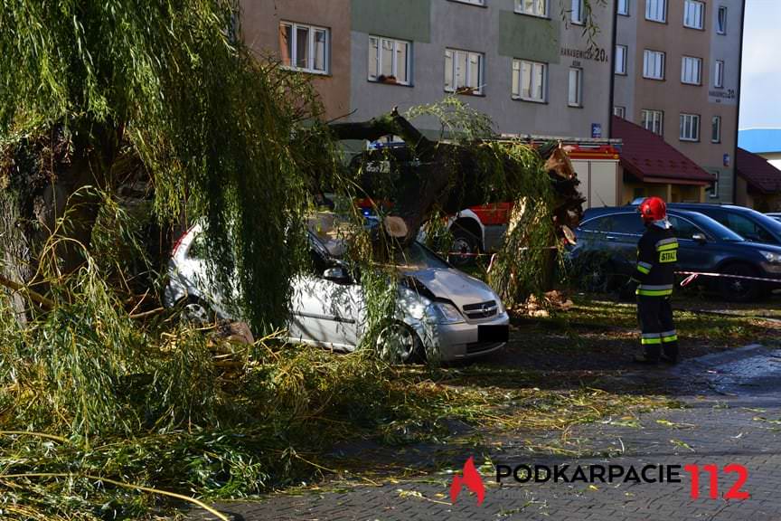 Powalone drzewo na ulicy Hanasiewicza 