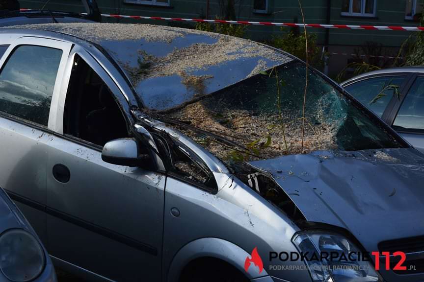 Powalone drzewo na ulicy Hanasiewicza 