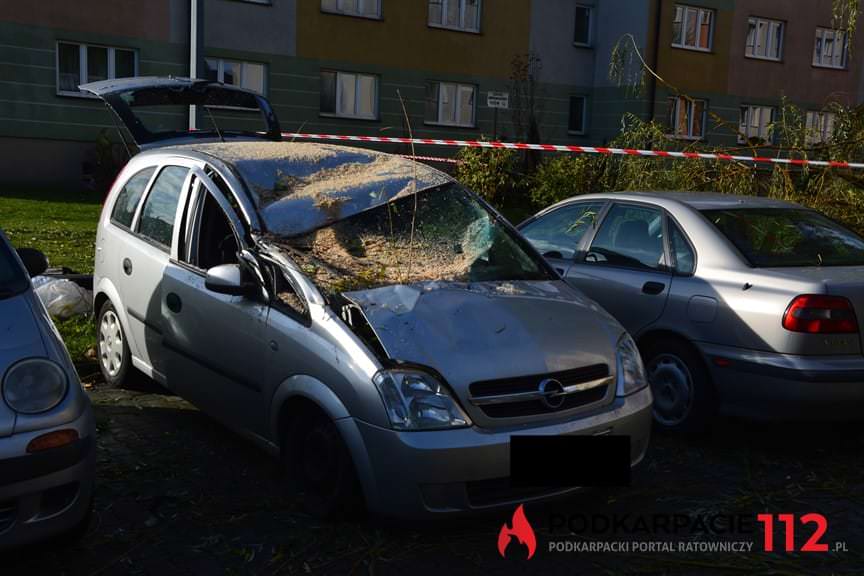 Powalone drzewo na ulicy Hanasiewicza 