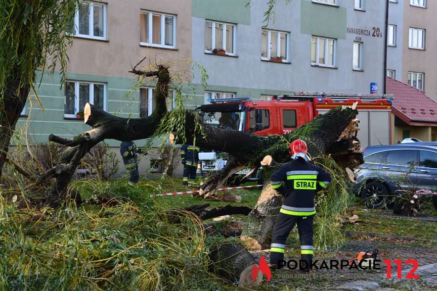 Powalone drzewo na ulicy Hanasiewicza 