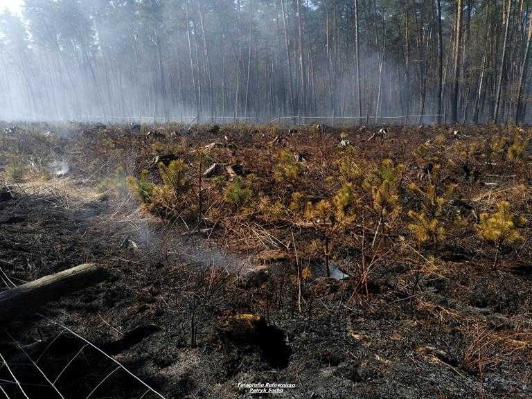 Pożar lasu w okolicy stalowej woli 