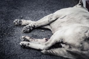 Brutalne zabicie psa na oczach dzieci. 44-latek usłyszał zarzuty
