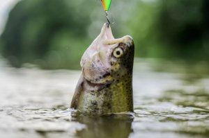 Łowił ryby bez zezwolenia