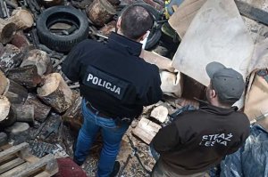 Odpowiedzą za nielegalny wyręb i kradzież drewna z lasu