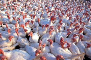 Ostrów. Wykryto ognisko ptasiej grypy