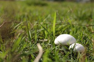 Poszukiwania grzybiarza zakończone sukcesem
