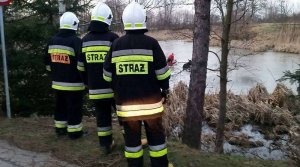 Strażacy uratowali łosia w dębinie